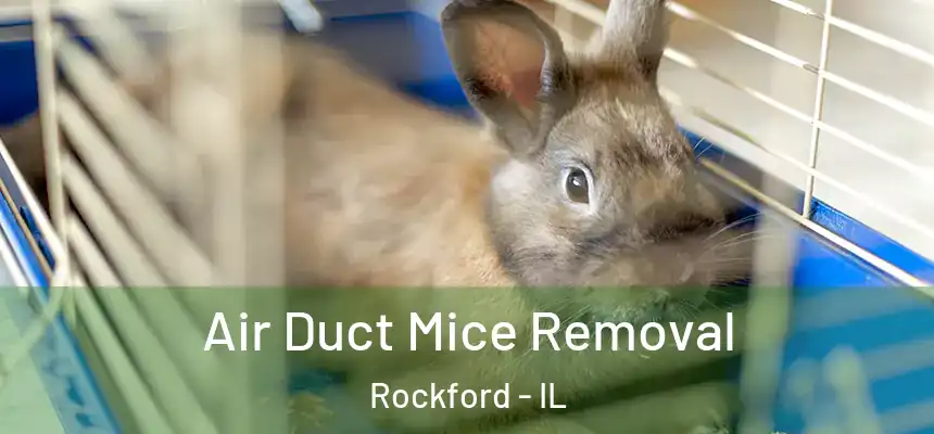 Air Duct Mice Removal Rockford - IL